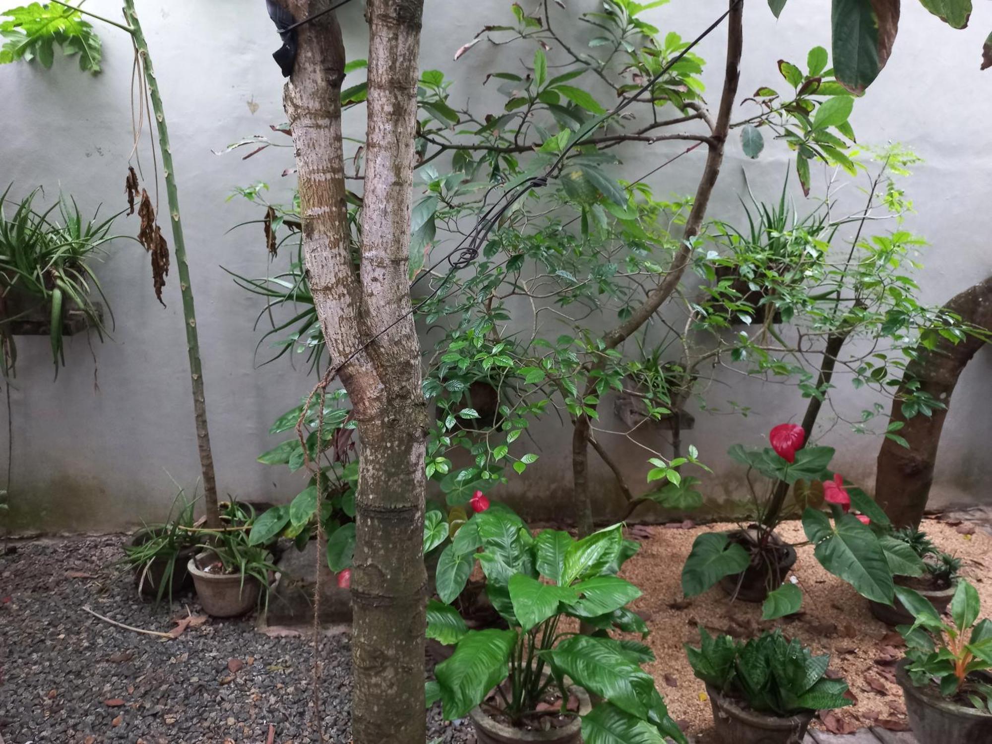 Mango Villa 703 Hikkaduwa Oda fotoğraf